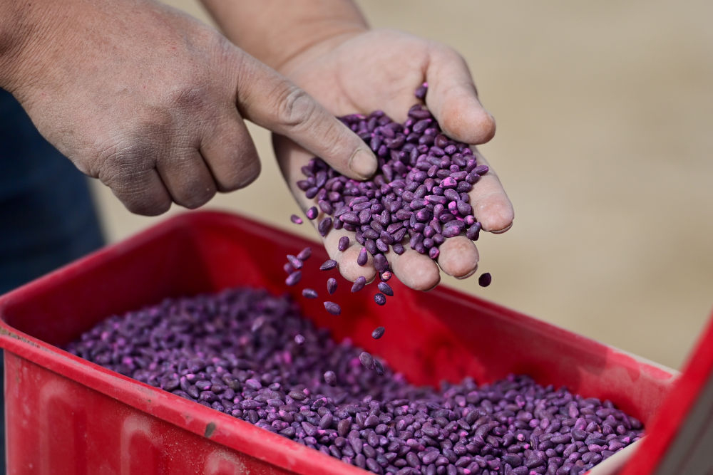 新华全媒我国棉花主产区春播大幕开启