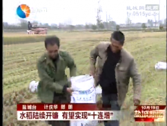 水稻陆续开镰 有望实现“十连增”