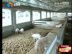 阜宁生态猪为农民带来10个亿