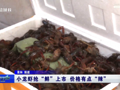 小龙虾抢“鲜”上市 价格有点“辣”