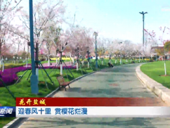 迎春风十里 赏樱花烂漫