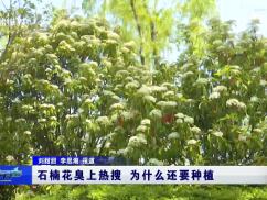 石楠花臭上热搜 为什么还要种植
