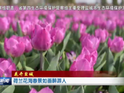荷兰花海春景如画醉游人
