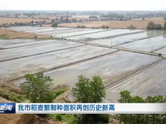 我市稻麦繁制种面积再创历史新高