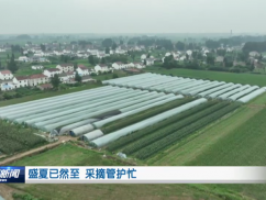 盛夏已然至 采摘管护忙