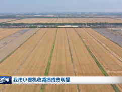 我市小麦机收减损成效明显