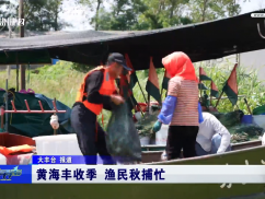 黄海丰收季 渔民秋捕忙