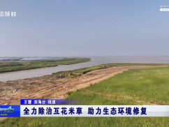 全力除治互花米草 助力生态环境修复